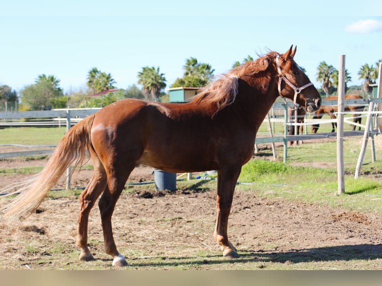 Lusitano Mix Gelding 5 years 16 hh Chestnut-Red in Silves
