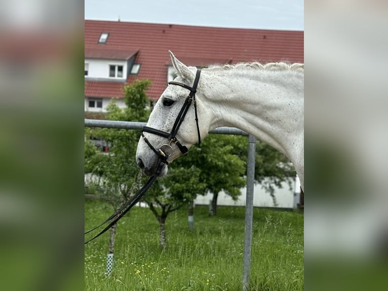Lusitano Gelding 5 years 16 hh Gray-Fleabitten in Konstanz