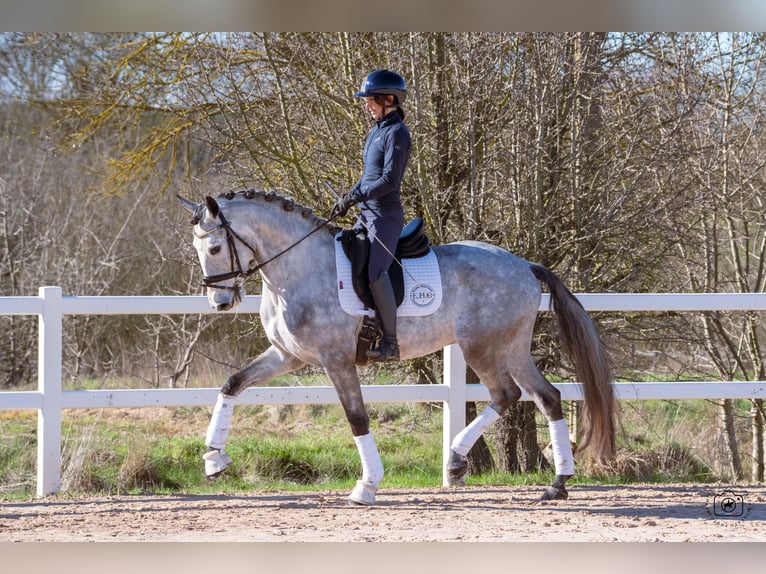 Lusitano Gelding 5 years 16 hh Grey-Dapple in Beaulieu