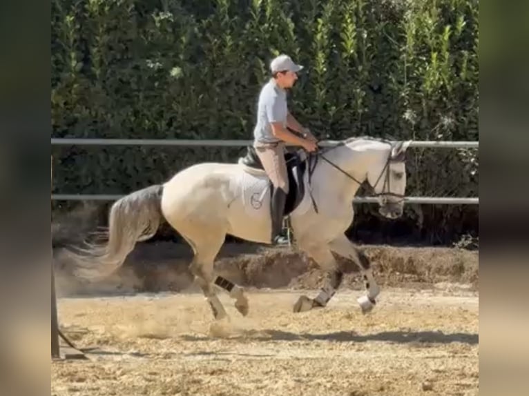 Lusitano Gelding 5 years 16 hh Grey in Trofa