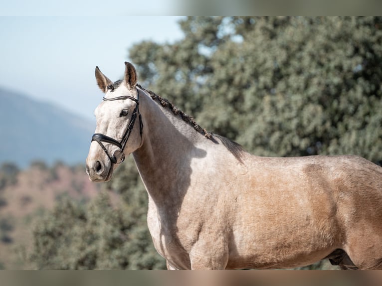 Lusitano Gelding 5 years 16 hh Grey-Red-Tan in El Gastor