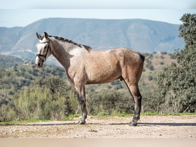 Lusitano Gelding 5 years 16 hh Grey-Red-Tan in El Gastor