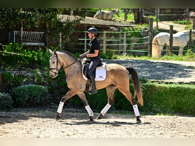 Lusitano Gelding 5 years 16 hh Grey-Red-Tan in El Gastor