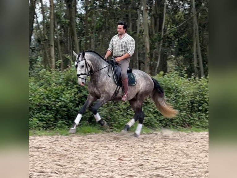 Lusitano Gelding 5 years 16 hh Grey in Rio Maior Lusitano Gelding 5 years 16 hh Grey in Rio Maior