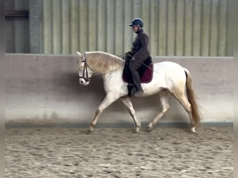 Lusitano Gelding 5 years 16 hh Perlino in Weinheim