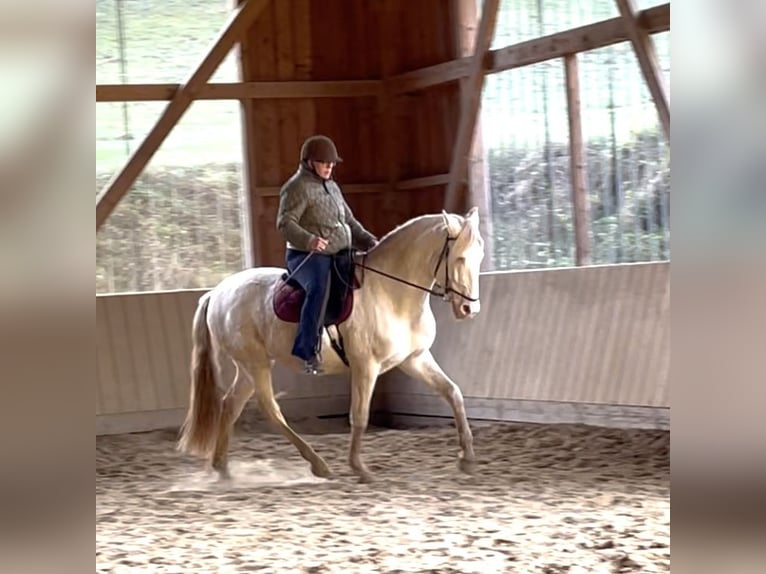 Lusitano Gelding 5 years 16 hh Perlino in Weinheim