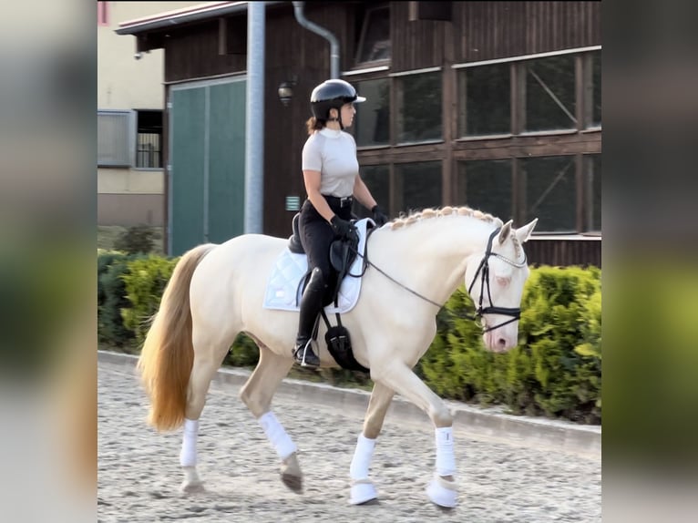 Lusitano Gelding 5 years 16,1 hh Cremello in Ludwigsfelde