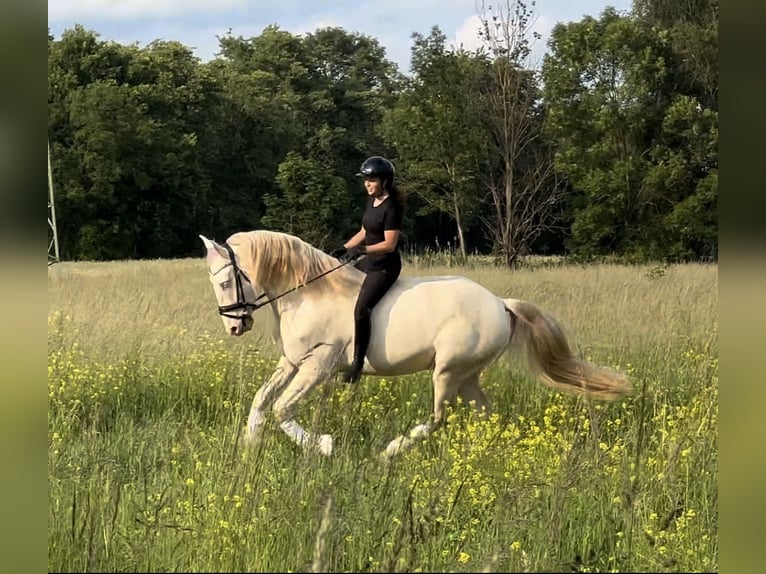 Lusitano Gelding 5 years 16,1 hh Cremello in Ludwigsfelde