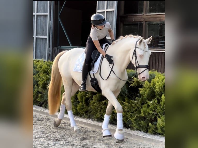 Lusitano Gelding 5 years 16,1 hh Cremello in Ludwigsfelde