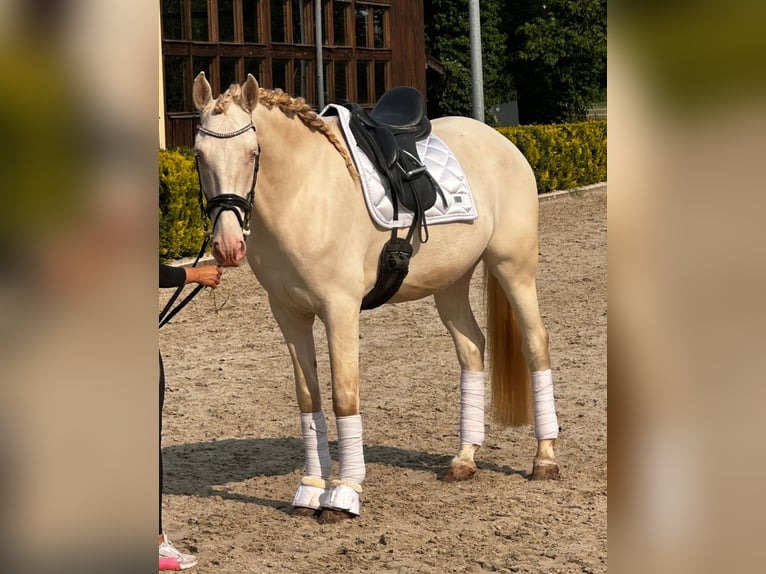 Lusitano Gelding 5 years 16,1 hh Cremello in Ludwigsfelde
