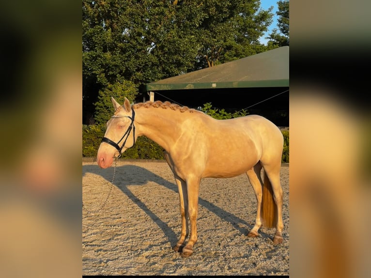 Lusitano Gelding 5 years 16,1 hh Cremello in Ludwigsfelde