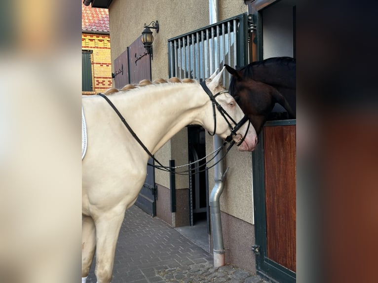 Lusitano Gelding 5 years 16,1 hh Cremello in Ludwigsfelde