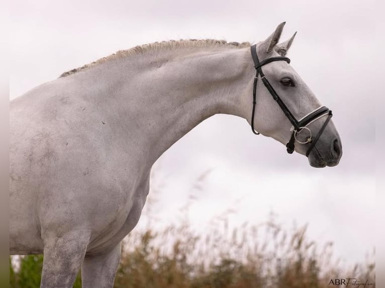 Lusitano Gelding 5 years 16,1 hh Grey in Lisboa