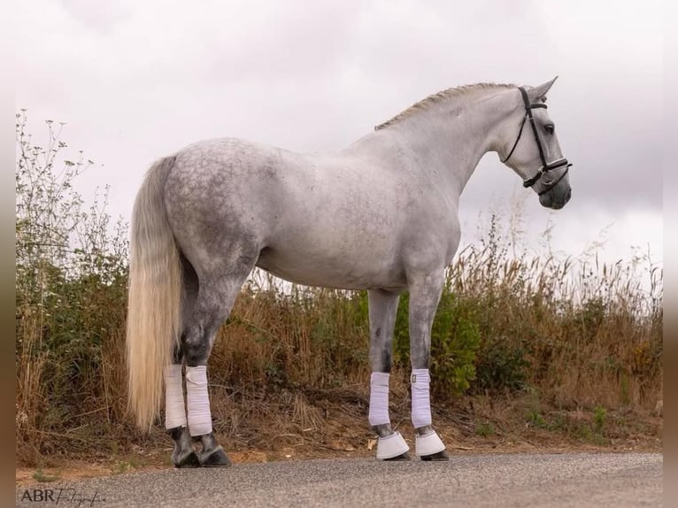 Lusitano Gelding 5 years 16,1 hh Grey in Lisboa