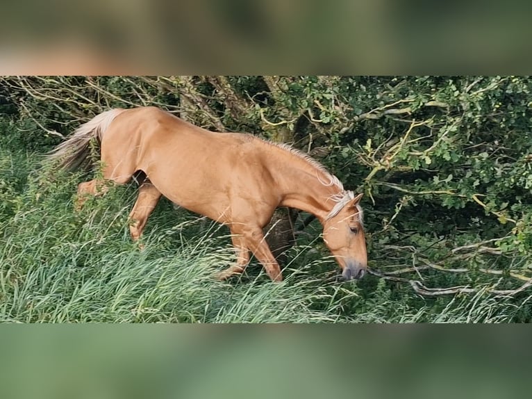 Lusitano Mix Gelding 5 years 16,1 hh Palomino in Gent