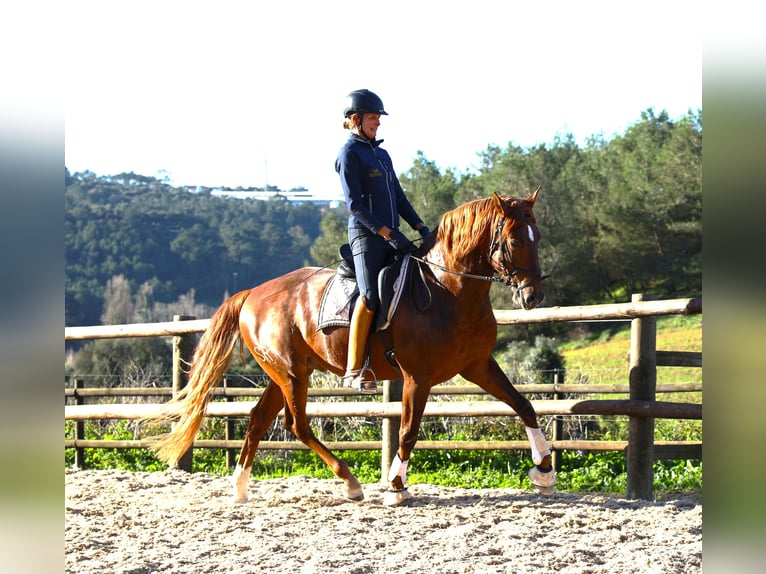 Lusitano Gelding 5 years 16,2 hh Chestnut-Red in Ribamar