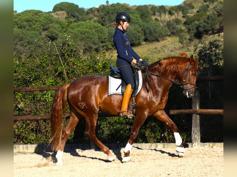 Lusitano Gelding 5 years 16,2 hh Chestnut-Red in Ribamar