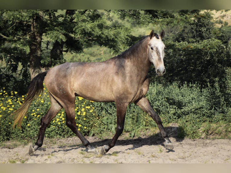 Lusitano Gelding 5 years 16,2 hh Gray-Red-Tan in 741