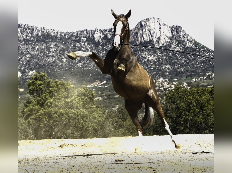 Lusitano Mix Gelding 5 years 17 hh Palomino in Madrid