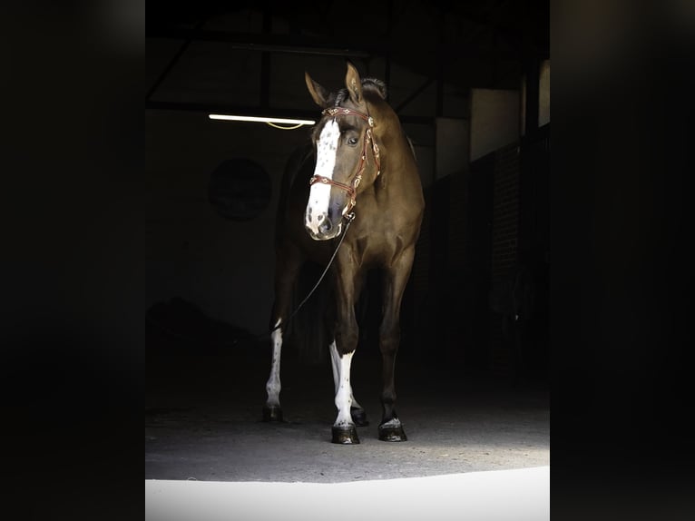 Lusitano Mix Gelding 5 years 17 hh Palomino in Madrid