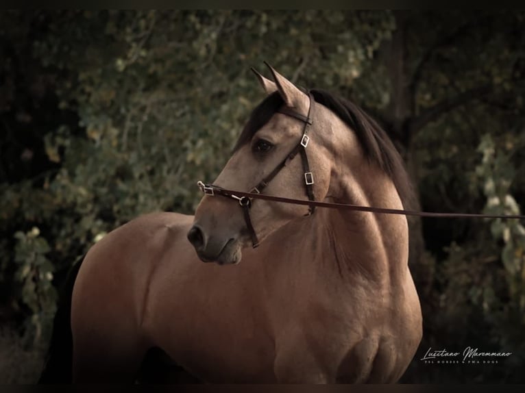 Lusitano Gelding 6 years 14.3 hh Buckskin in Rio Maior