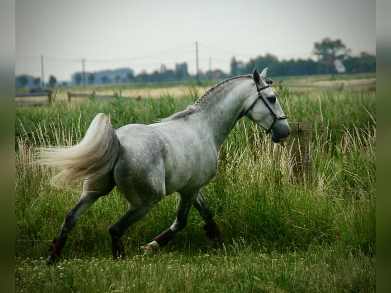 Lusitano Gelding 6 years 14,3 hh Gray-Blue-Tan in Bredene