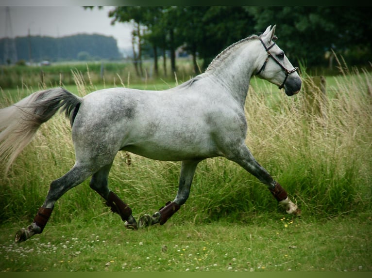 Lusitano Gelding 6 years 14,3 hh Gray-Blue-Tan in Bredene