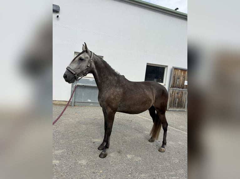 Lusitano Gelding 6 years 15.1 hh Can be white in Bad Blumau
