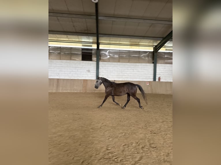 Lusitano Gelding 6 years 15.1 hh Can be white in Bad Blumau