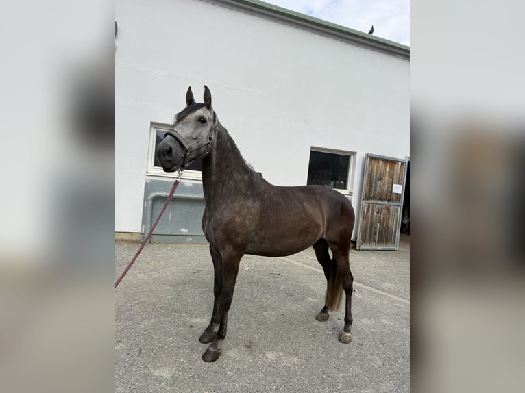 Lusitano Gelding 6 years 15.1 hh Can be white in Bad Blumau