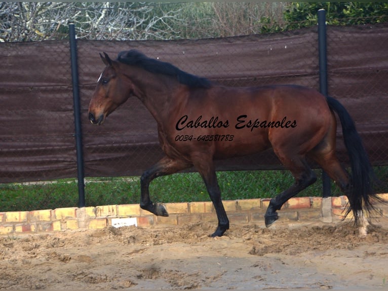 Lusitano Gelding 6 years 15.2 hh Bay-Dark in Vejer de la Frontera