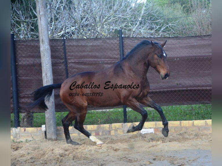 Lusitano Gelding 6 years 15.2 hh Bay-Dark in Vejer de la Frontera