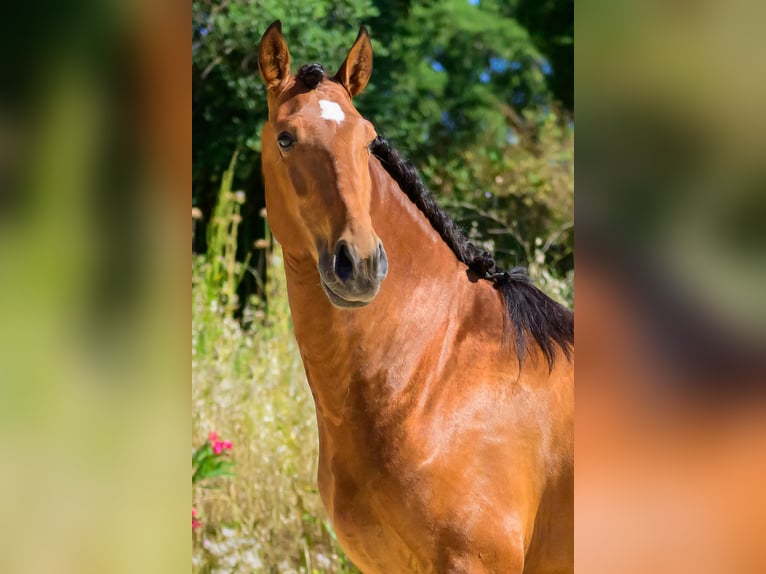 Lusitano Gelding 6 years 15.2 hh Brown in Marsanne