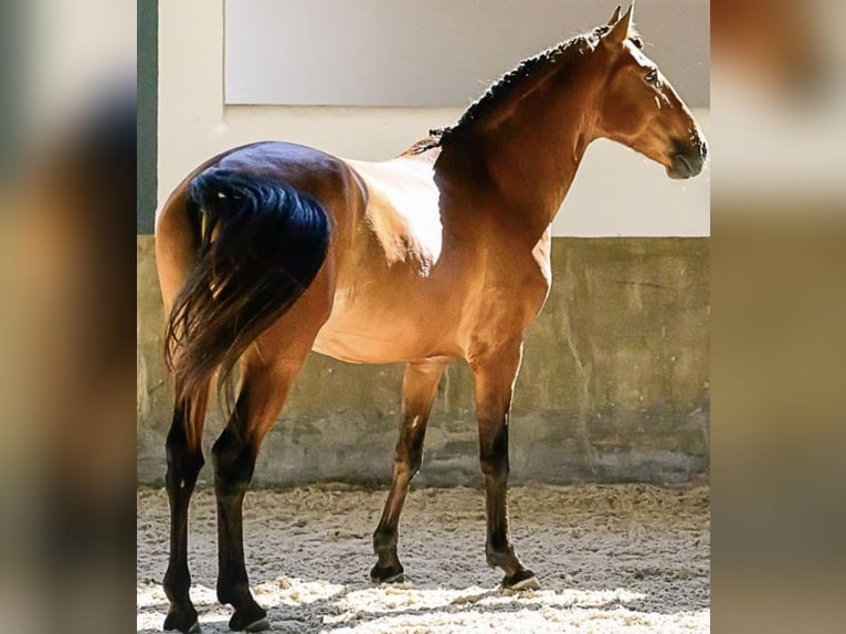 Lusitano Gelding 6 years 15.2 hh Brown in Marsanne
