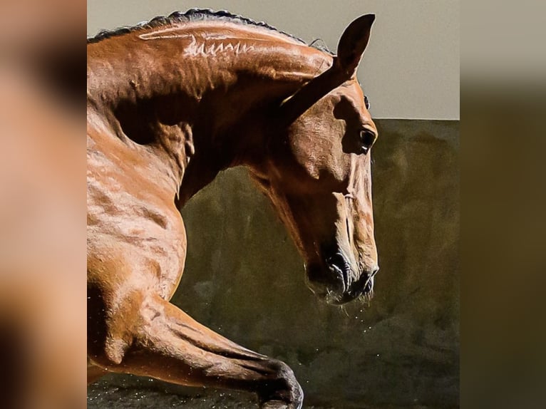 Lusitano Gelding 6 years 15.2 hh Brown in Marsanne