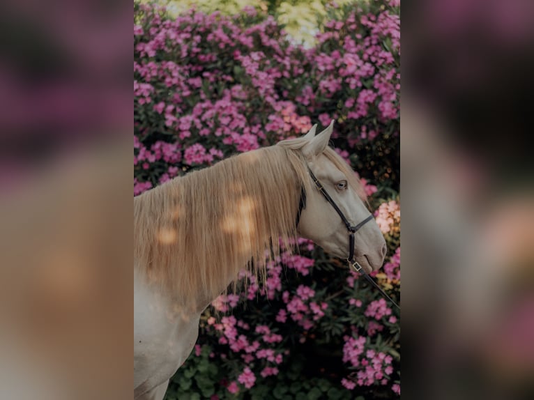 Lusitano Gelding 6 years 15.2 hh Cremello in Vila Viçosa