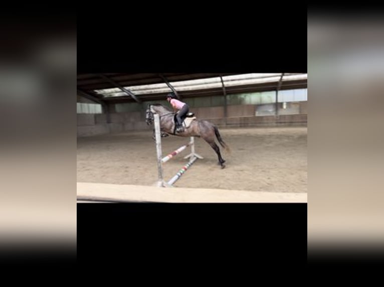 Lusitano Mix Gelding 6 years 15,2 hh Gray in Asperhofen