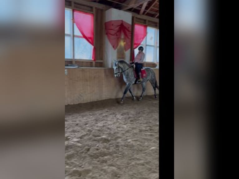 Lusitano Mix Gelding 6 years 15,2 hh Gray in Asperhofen