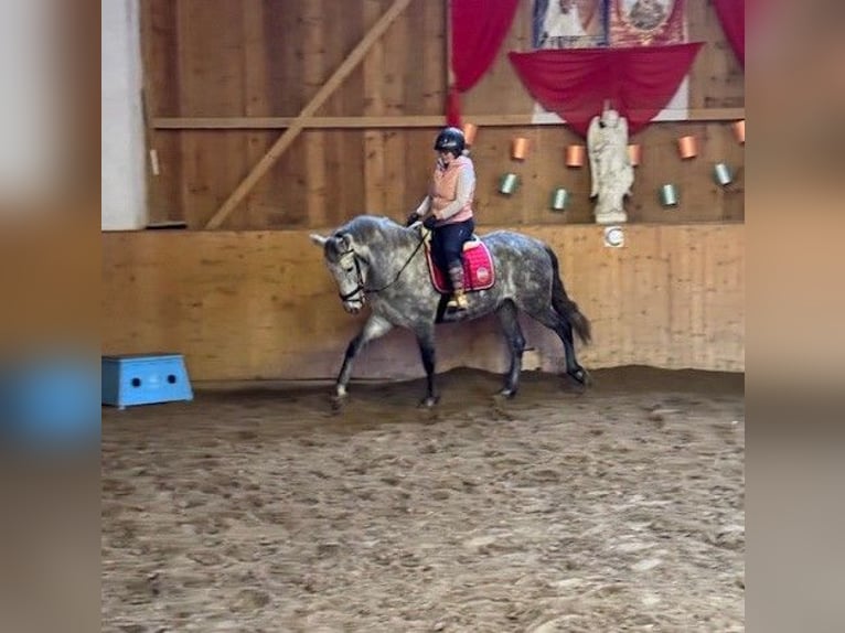 Lusitano Mix Gelding 6 years 15,2 hh Gray in Asperhofen