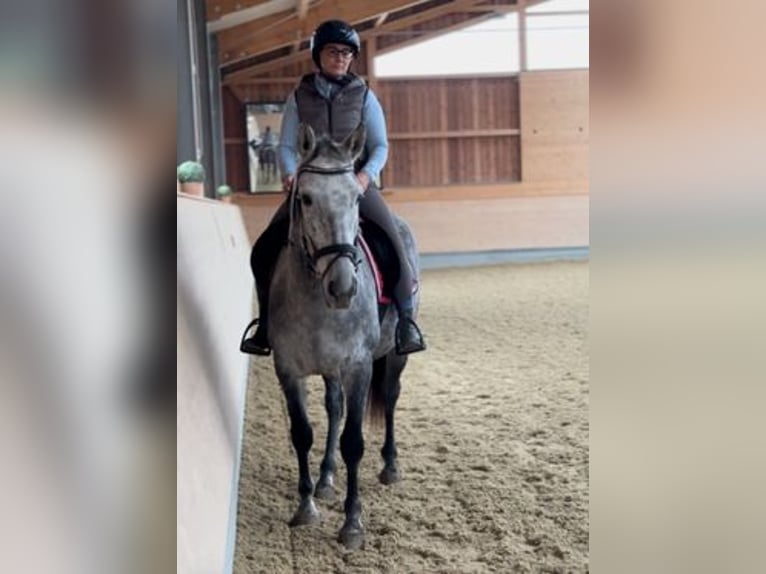 Lusitano Mix Gelding 6 years 15,2 hh Gray in Asperhofen