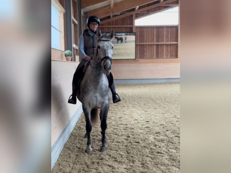 Lusitano Mix Gelding 6 years 15,2 hh Gray in Asperhofen