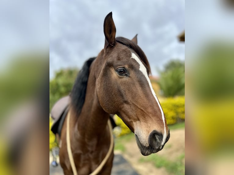 Lusitano Gelding 6 years 15,3 hh Bay-Dark in Encarnação