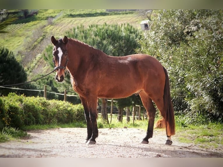 Lusitano Gelding 6 years 15,3 hh Bay-Dark in Encarnação