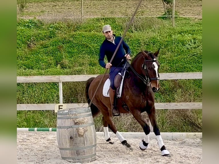 Lusitano Gelding 6 years 15,3 hh Bay-Dark in Encarnação