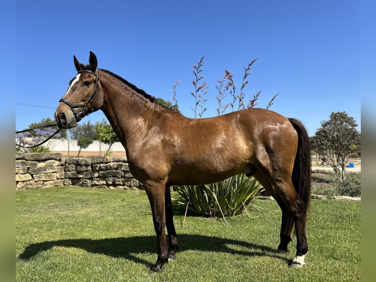 Lusitano Gelding 6 years 15,3 hh Bay-Dark in Encarnação