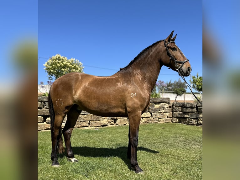 Lusitano Gelding 6 years 15,3 hh Bay-Dark in Encarnação