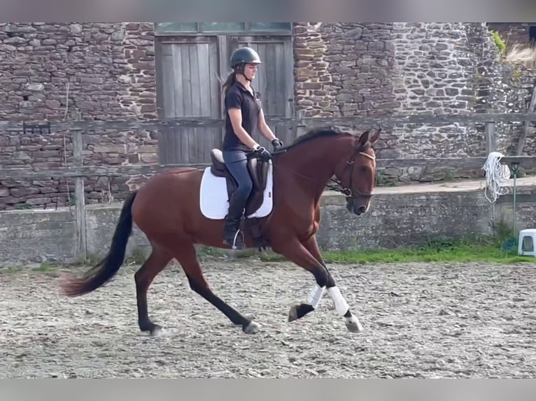 Lusitano Gelding 6 years 15,3 hh Brown in Saint-Malon-sur-Mel
