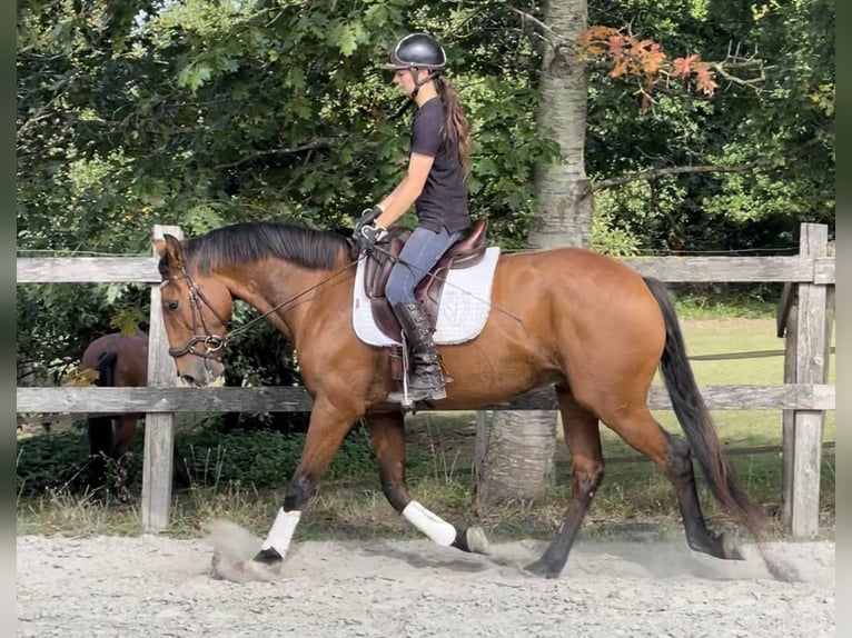 Lusitano Gelding 6 years 15,3 hh Brown in Saint-Malon-sur-Mel