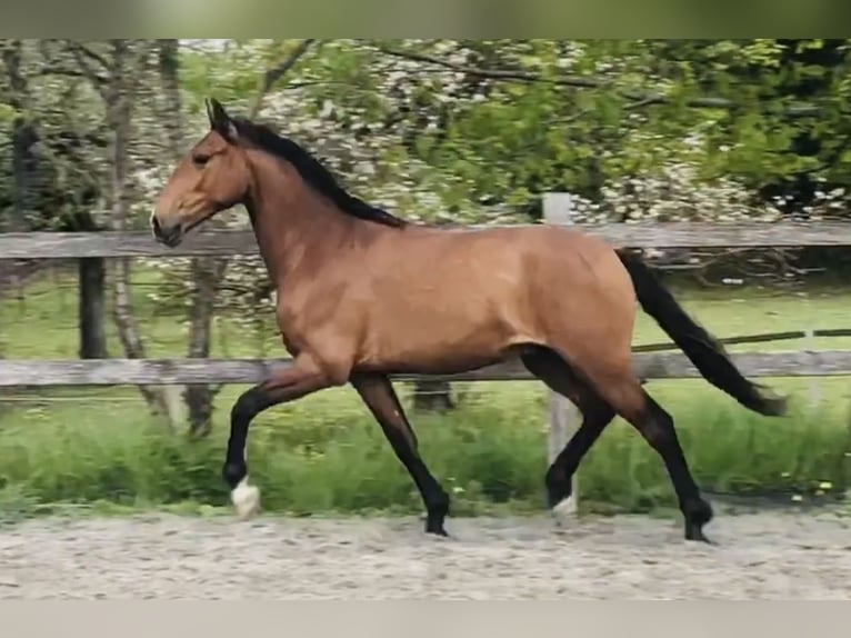 Lusitano Gelding 6 years 15,3 hh Brown in Saint-Malon-sur-Mel