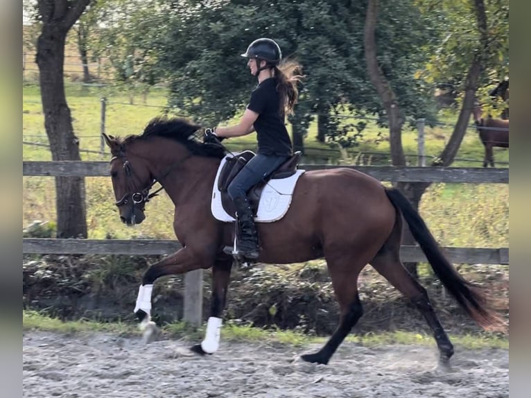 Lusitano Gelding 6 years 15,3 hh Brown in Saint-Malon-sur-Mel